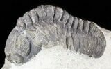 Bargain, Morocops Trilobite Fossil #52955-2